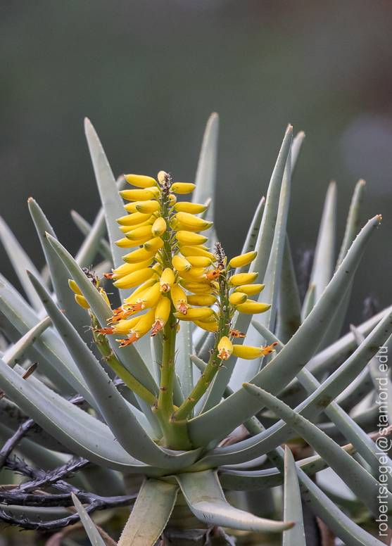 arizona garden